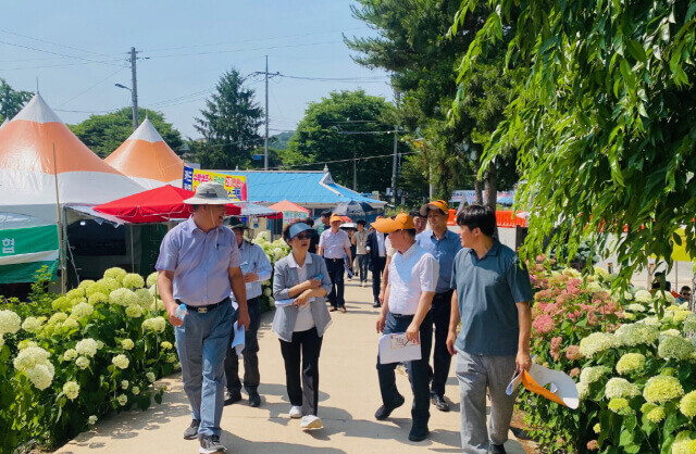 Gongju-Yugusekdong-Hydrangea-Garden-Flower-Festival