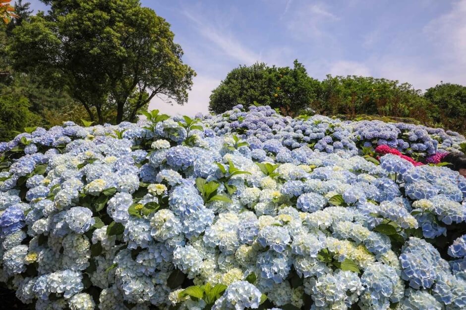 Hueree-Summer-Hydrangea-Festival